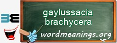 WordMeaning blackboard for gaylussacia brachycera